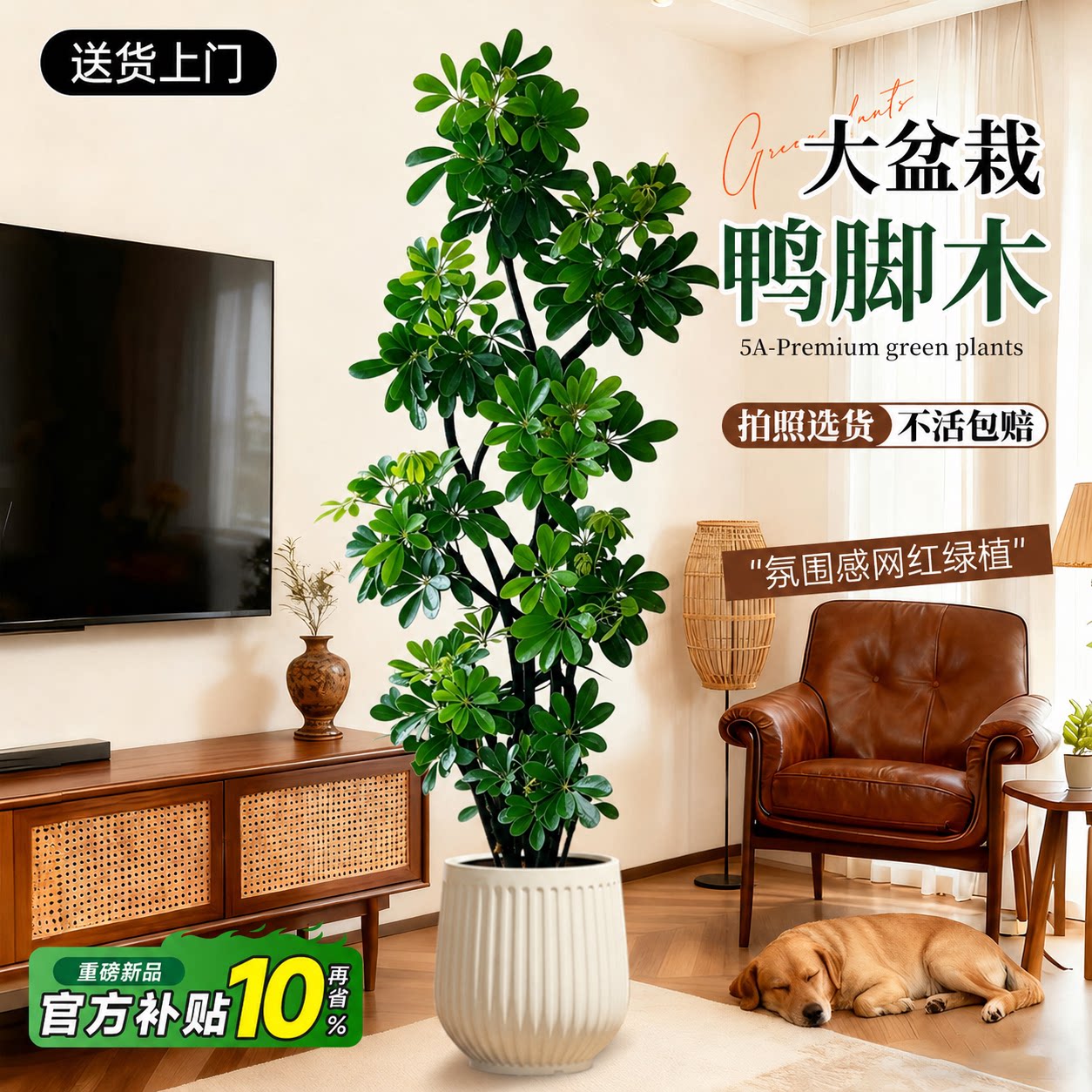 鸭脚木客厅大盆栽绿植高级感室内大型植物树木旺宅鸭掌木落地盆景