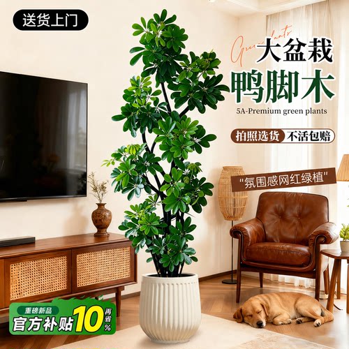 【当天发货】鸭脚木客厅大盆栽