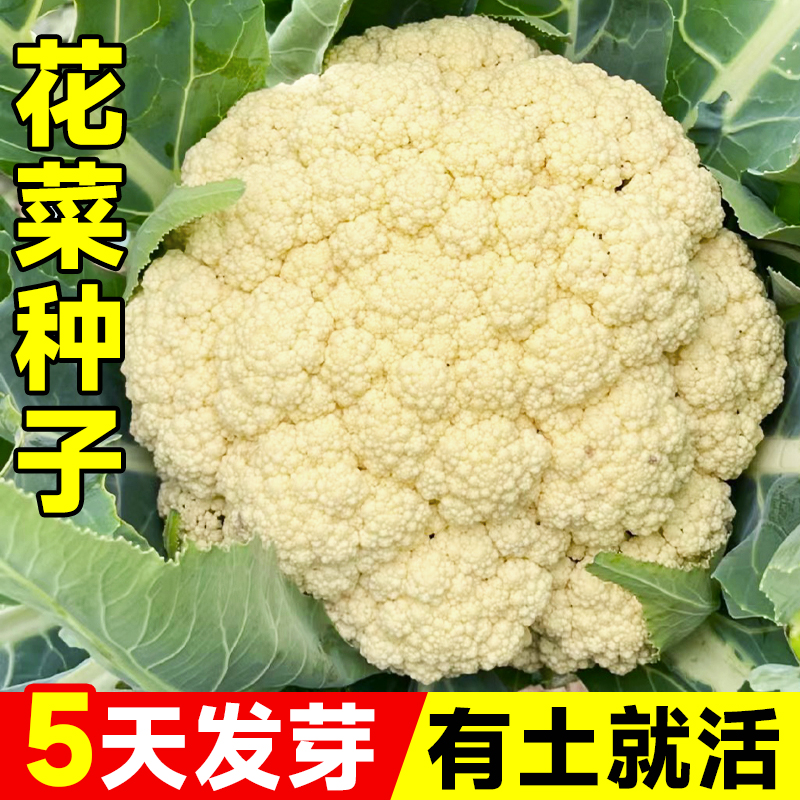 【包发芽】有机花菜种子