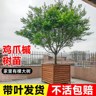 鸡爪槭树苗原生小叶红枫树苗盆栽园林庭院盆景绿化苗木风景树好养