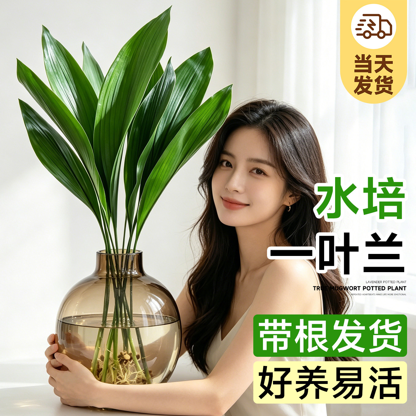 一叶兰水培植物盆栽室内好养无土纯水培绿植花卉桌面大叶清新空气