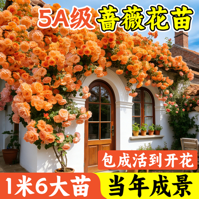 【1米6高大苗】蔷薇月季爬藤植物