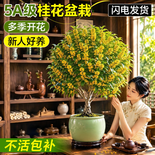 【香飘满屋】桂花盆栽新人好养