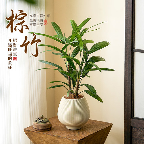 棕竹盆栽水培绿植花卉四季常青