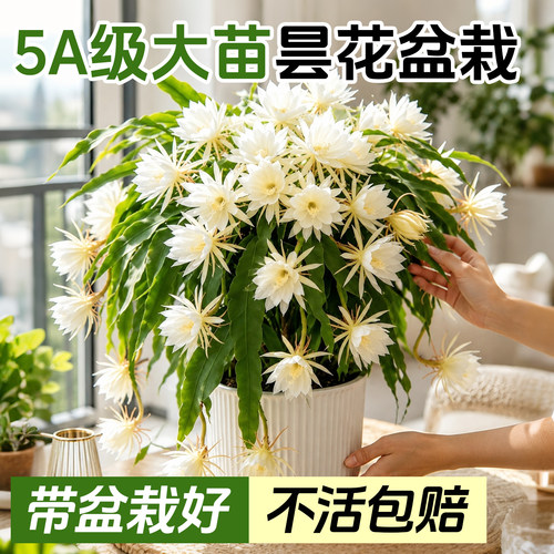 昙花盆栽多品种可食用四季开花