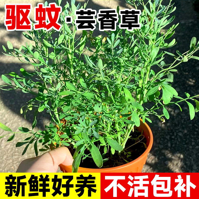 臭草芸香苗盆栽薄荷驱蚊迷迭食用