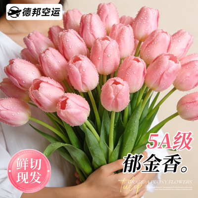 郁金香鲜花带花苞成品真花鲜切云南基地水养水培花束家用花瓶插花