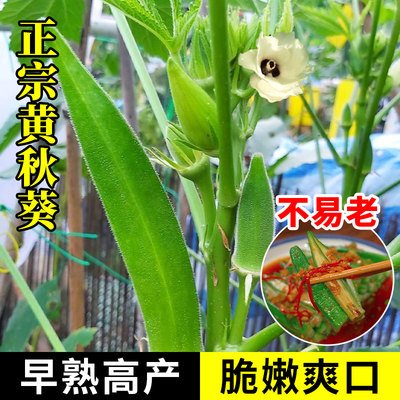 黄秋葵种孑四季种植皮实好种高产