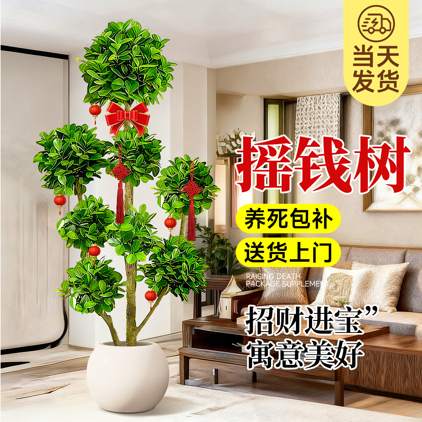 摇钱树盆栽金钱榕办公室大型发财树乔迁之喜室内客厅绿植招财榕树,鲜花速递/花卉仿真/绿植园艺,大型绿植/成品组合盆栽,淘宝优惠券,粉丝福利购,淘宝优惠卷