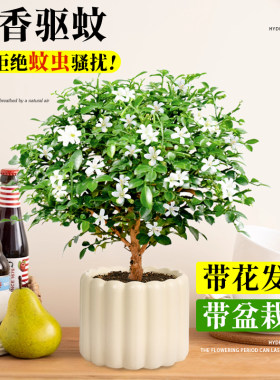 达摩九里香盆栽室内四季桌面开花