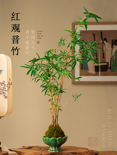 红观音竹盆栽植物室内景观水培竹子懒人米竹办公室茶室绿植小盆景