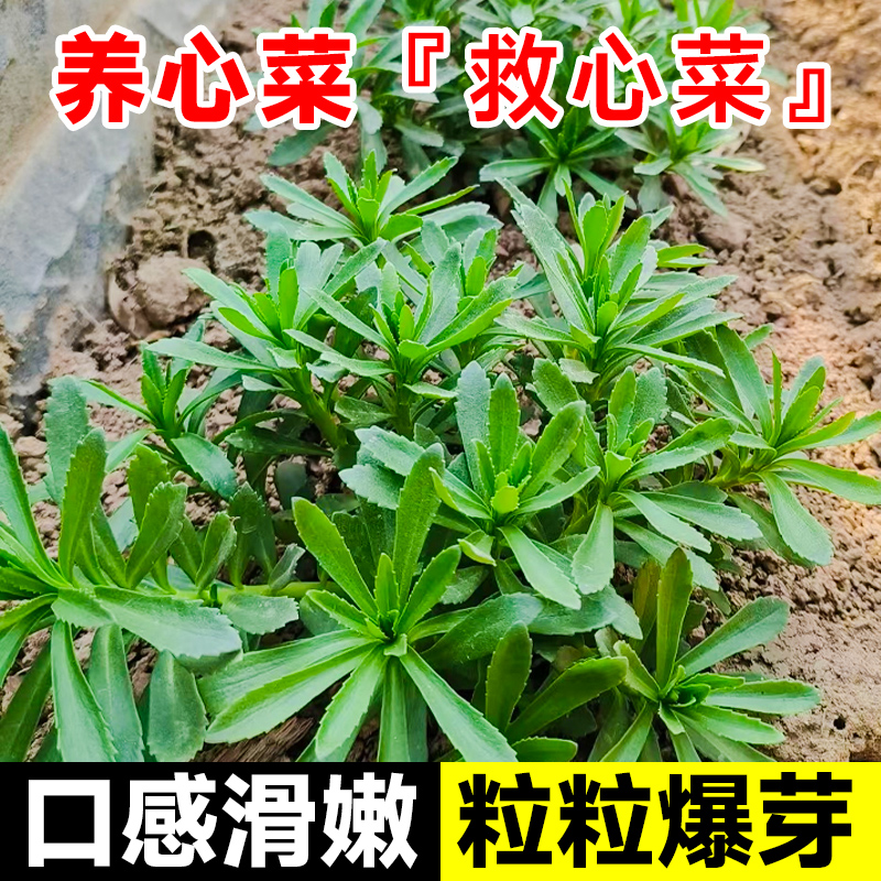 高钙蔬菜养心菜种子高产救心菜