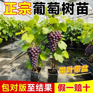 葡萄树苗果苗巨峰葡萄夏黑蓝宝石阳光玫瑰带土发货南北方种植果树