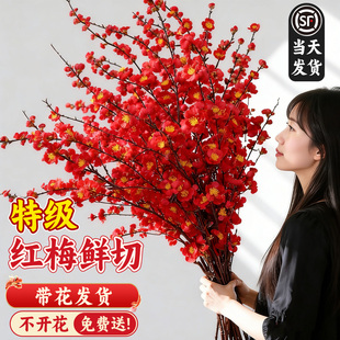 红梅干枝水培真花鲜枝腊梅花室内家用插花鲜花鲜切花花卉绿植植物
