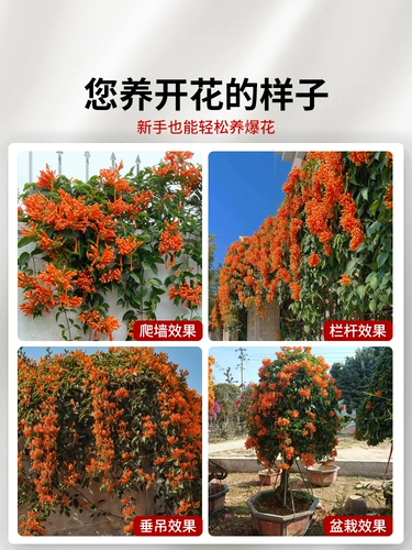 Пожарные цветочные скалолазания расцветают все сезоны цветы