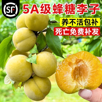【不活包赔】特级蜂糖李子树苗