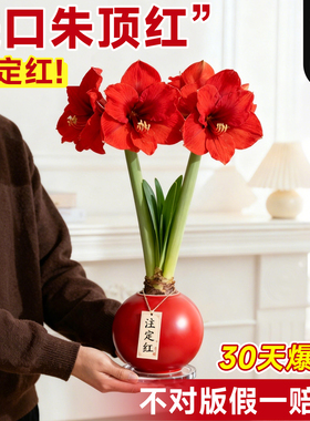 朱顶红进口重瓣种球蜡封阿弗雷特大号带花苞盆栽室内花卉送礼礼物