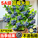 蓝莓树果苗盆栽特大号室内外蓝梅苗地栽阳台四季 南北方种植果树苗