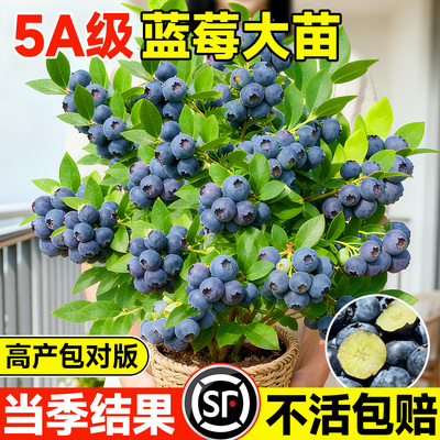 【全网热销10W+】5A级蓝莓特大苗