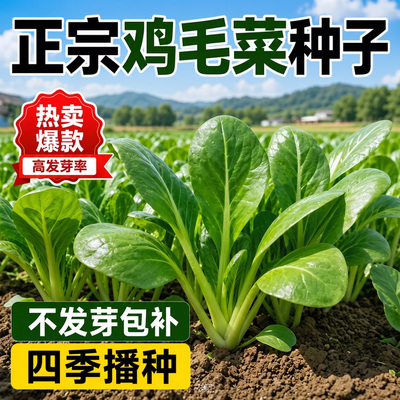 15天速生比肉还香的鸡毛菜发芽高