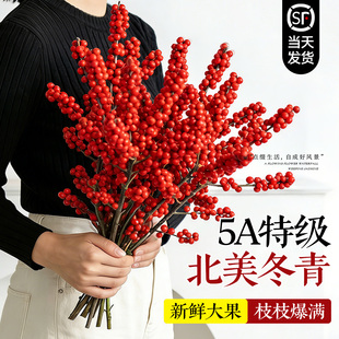 北美冬青红果真花室内水培植物年宵花卉鲜切银柳绿植家用鲜花插花