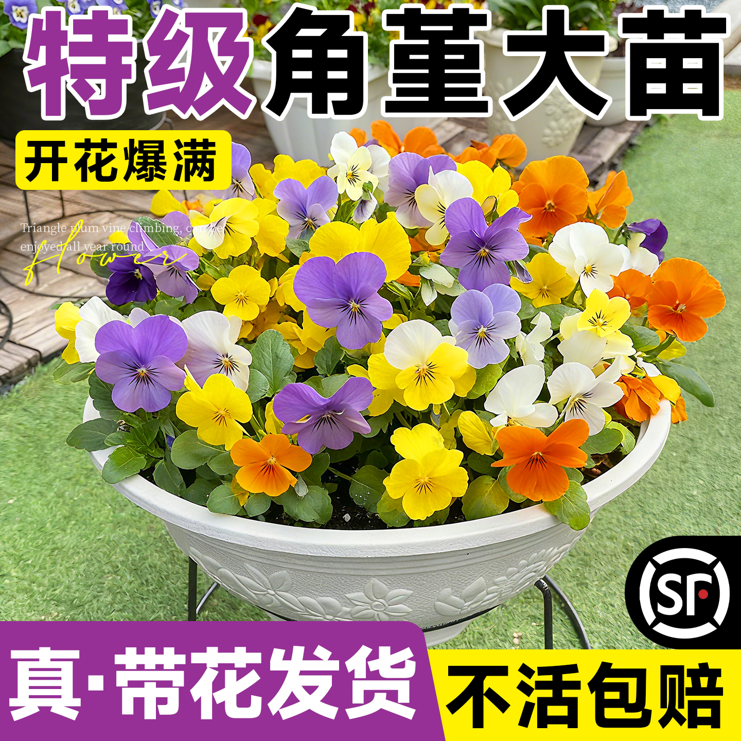 角堇大花苗盆栽带花发货耐寒抗冻