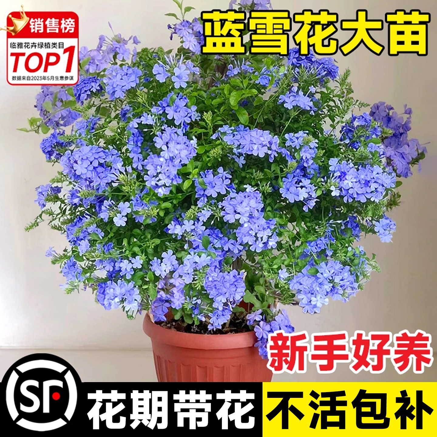 蓝雪花盆栽大苗带花棒糖爬藤好养