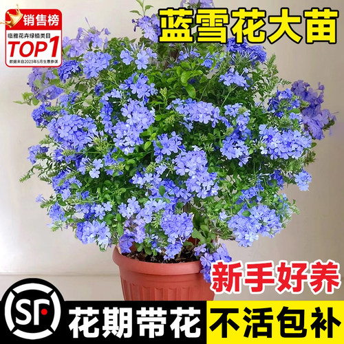 蓝雪花盆栽大苗带花棒糖爬藤好养