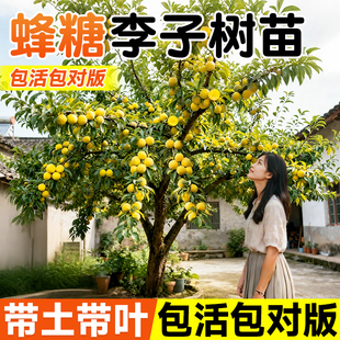 蜂糖李子树苗正宗新品种三华果树果苗嫁接苗盆栽贵州南方北方种植