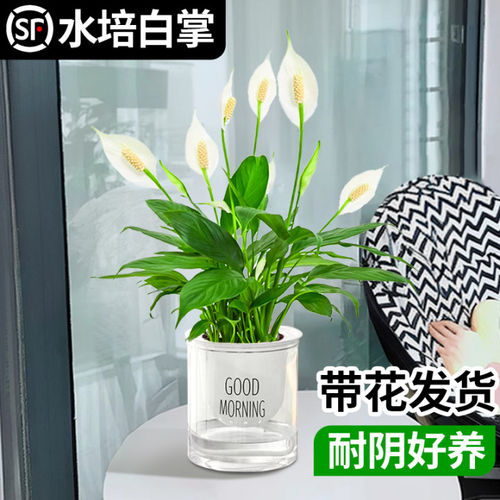 水培白掌带花苞发货四季开花好养