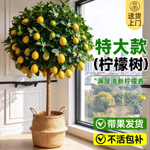 香水柠檬树盆栽带果四季可食用
