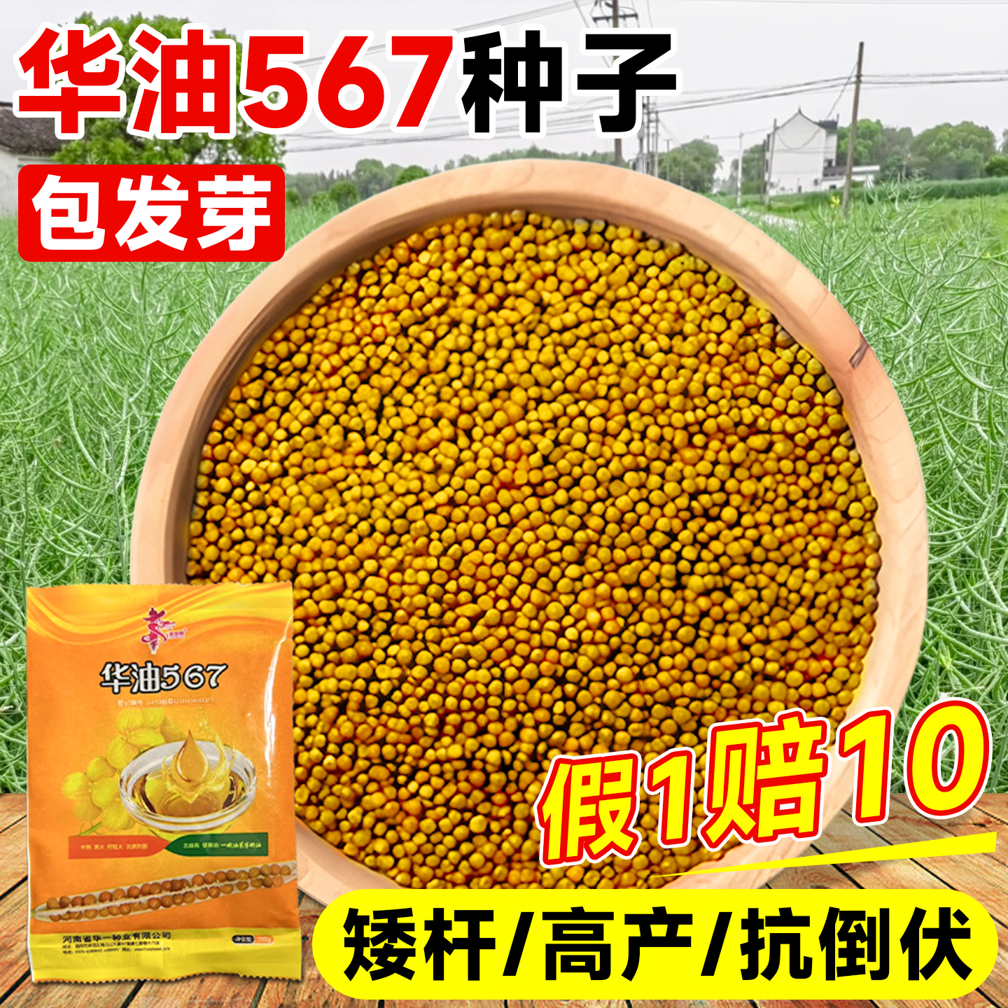 华油567油菜种子高产油菜籽种杂交种黄籽华油999批发早熟耐寒大全