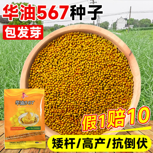 【量大优惠】华油567油菜种黄籽