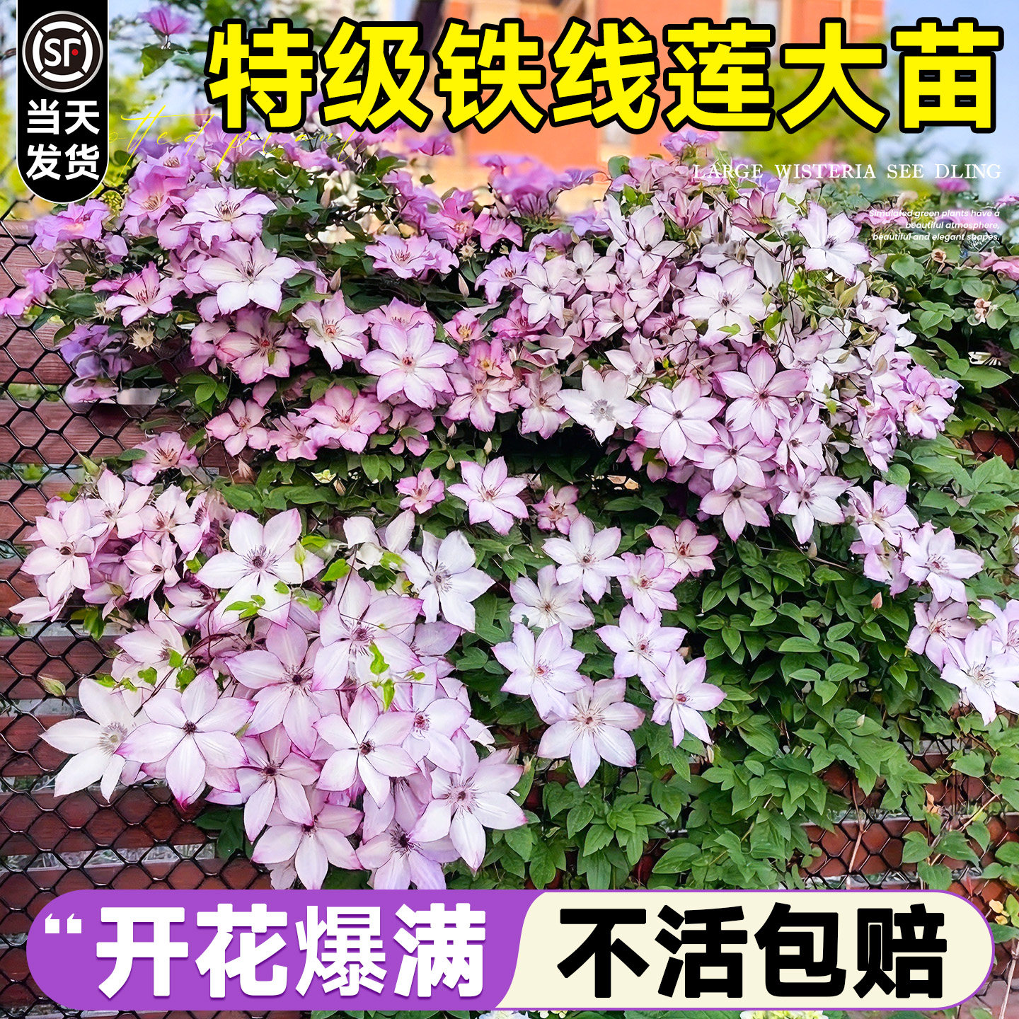 铁线莲大苗带花苞盆栽乌托邦倒影爬藤植物庭院绿植室外四季开花卉