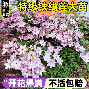 铁线莲大苗带花苞盆栽乌托邦倒影爬藤植物庭院绿植室外四季开花卉