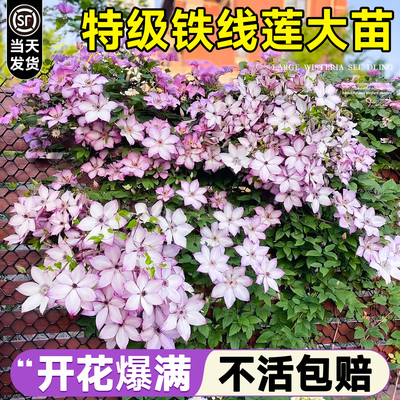 【特级大苗】乌托邦铁线莲包成活