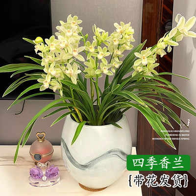 精品香兰兰花盆栽带花苞四季花卉