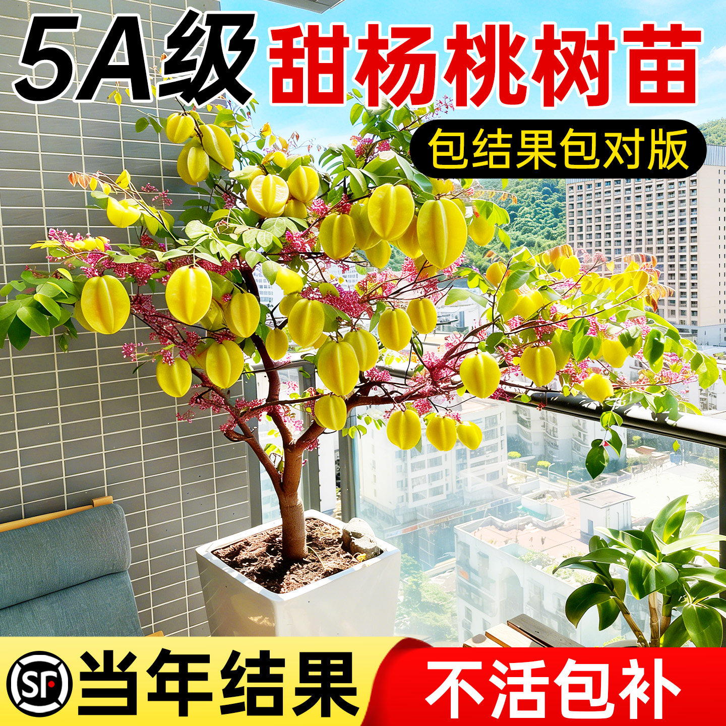 杨桃树苗果树结果四季甜杨桃台湾大果杨桃苗阳台庭院盆栽好养果苗