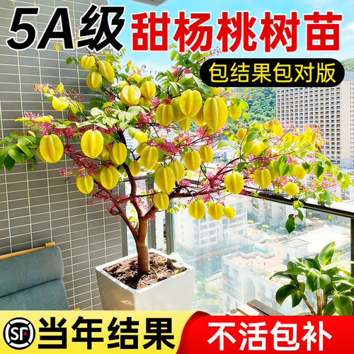 【5A特级】甜杨桃树苗当年结果