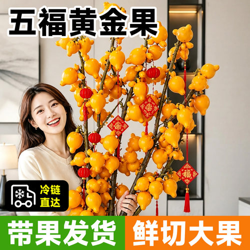 【空运发货】五代同堂黄金果鲜花