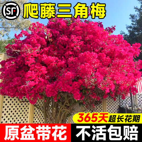 爬藤三角梅盆栽绿樱漳红樱重瓣四季开 花老桩带花苞庭院花卉绿植