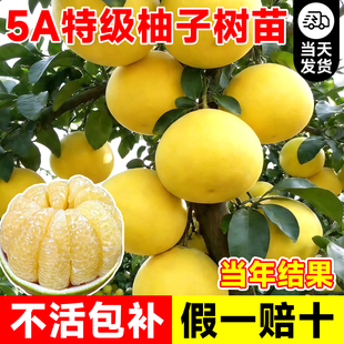 柚子树苗果树果苗广西大沙田柚红心蜜柚庭院南方北方四季种植好养