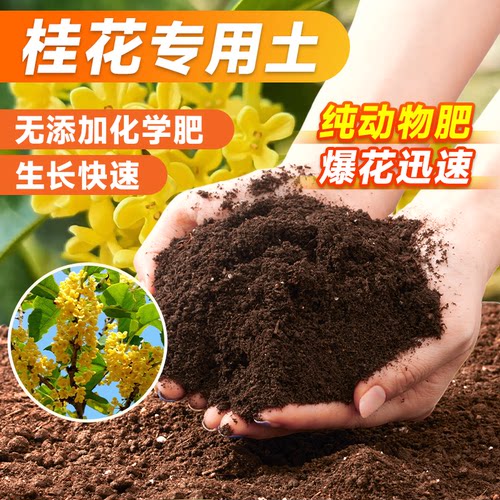 【桂花专用土】无虫无菌促根促花