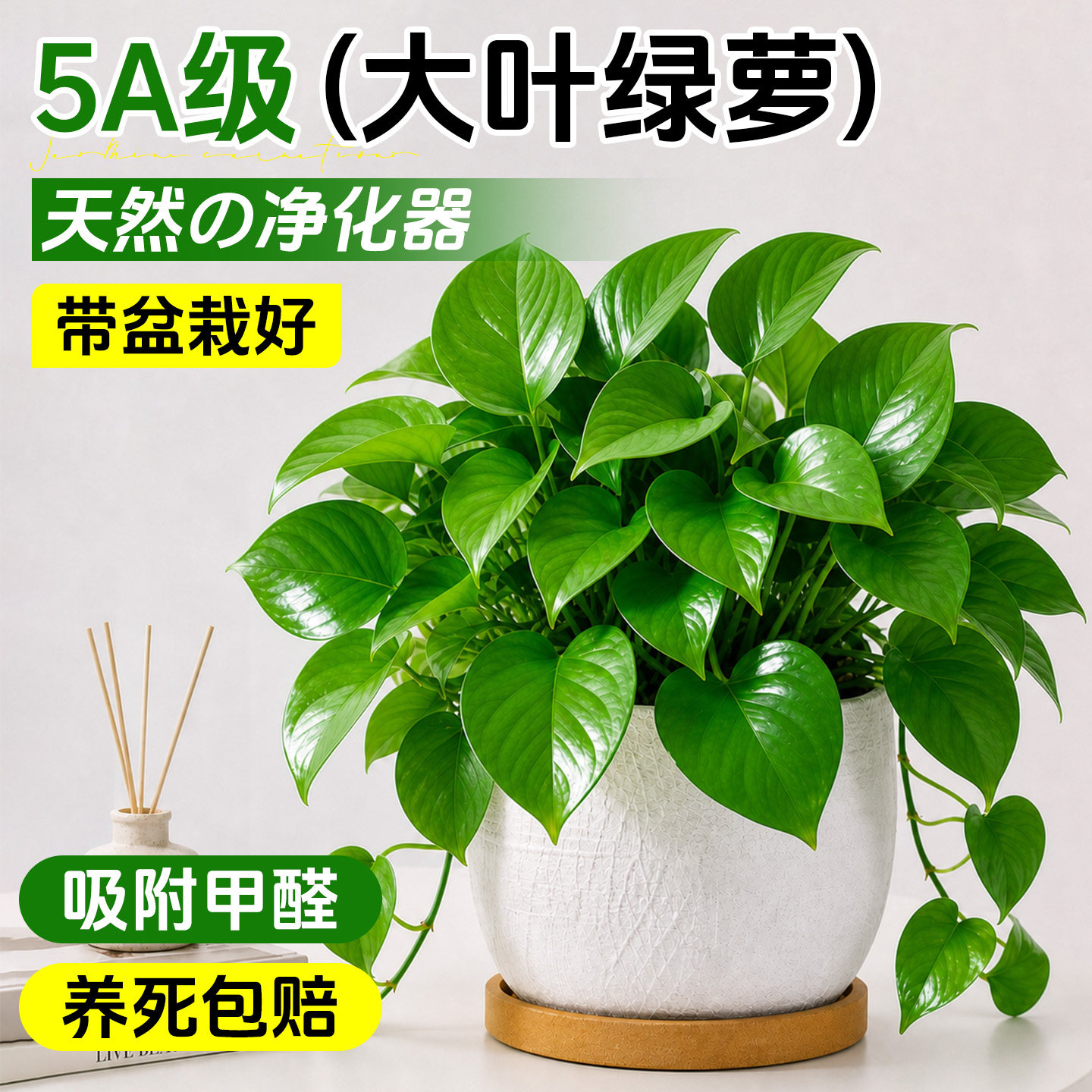 绿萝室内盆栽水培植物吸甲醛客厅办公室桌面绿植净化空气四季常青