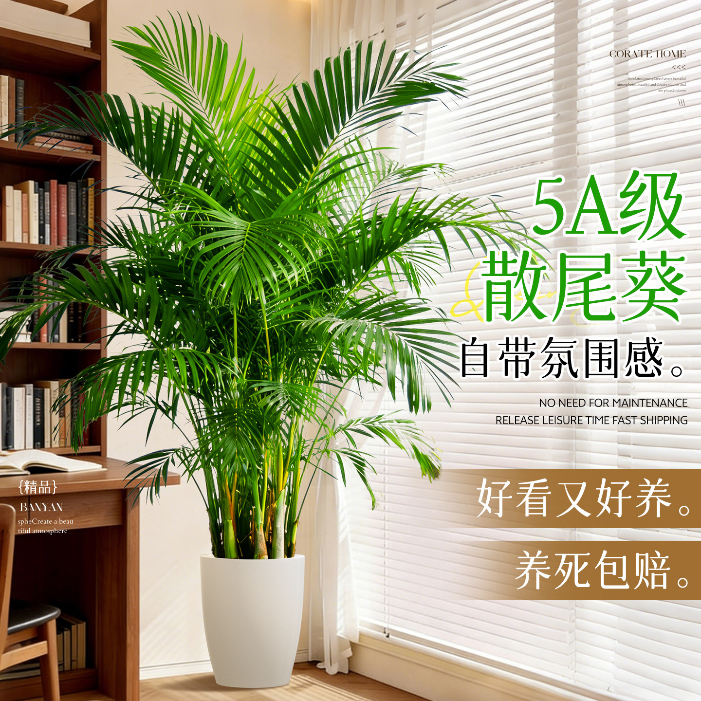 散尾葵植物盆栽客厅大型落地老桩绿植办公室室内四季摆放高端大气,鲜花速递/花卉仿真/绿植园艺,绿植,淘宝优惠券,粉丝福利购,淘宝优惠卷