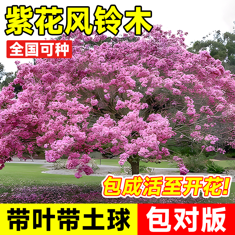 紫花黄花风铃木耐寒耐旱门前庭院