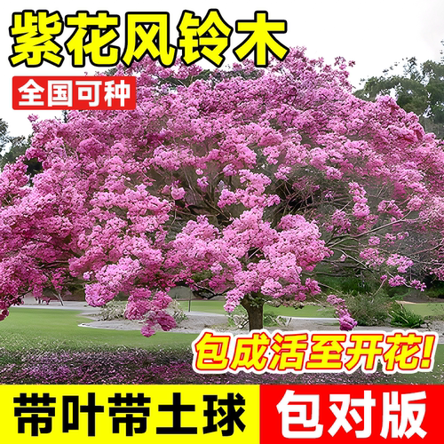 紫花黄花风铃木耐寒耐旱门前庭院