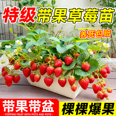 【爆果特大草莓苗】到家不活包赔