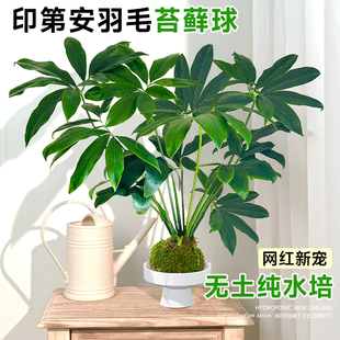 水培植物印第安羽毛蔓绿绒室内客厅办公室桌面大叶伞绿植盆栽摆件