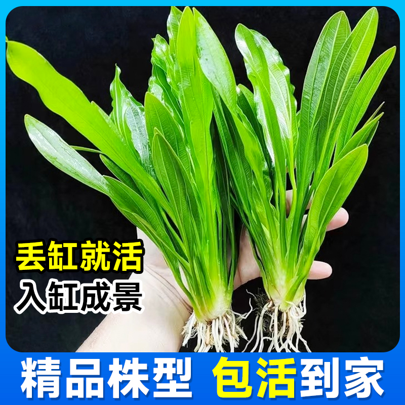 大叶绿九冠鱼缸造景净化水质